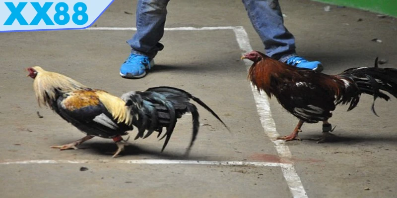 Đá gà trực tiếp