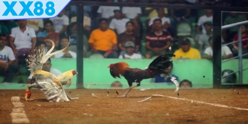 Đá gà trực tiếp